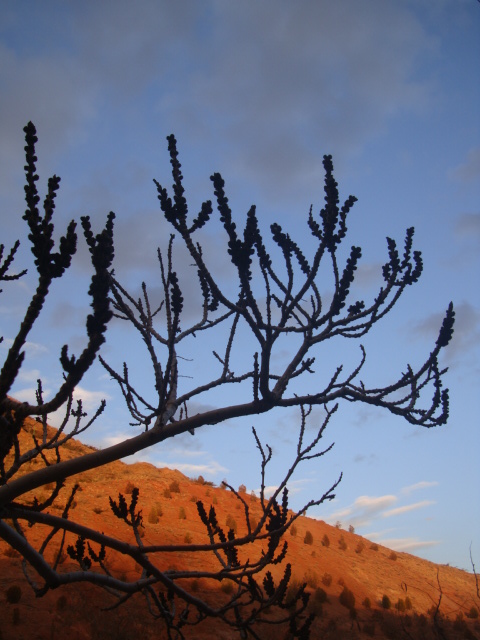 BabaK Vahidi Azar- Spring-Tree_Eynali -Earth-بابک وحیدی آذر